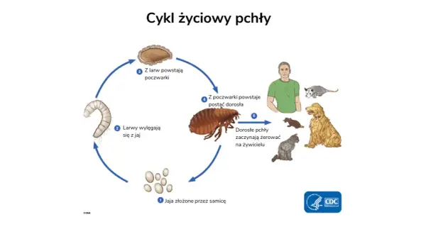 Cykl życiowy pchły: jaja, larwy, poczwarki, dorosłe pchły żerujące na żywicielu. Poznaj etapy, by wiedzieć, jak pozbyć się pcheł z domu.