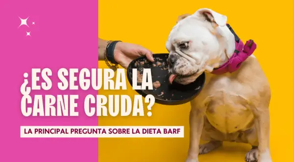 Un bulldog inglés come de un plato. El texto pregunta: "¿Es segura la carne cruda para los perros?".