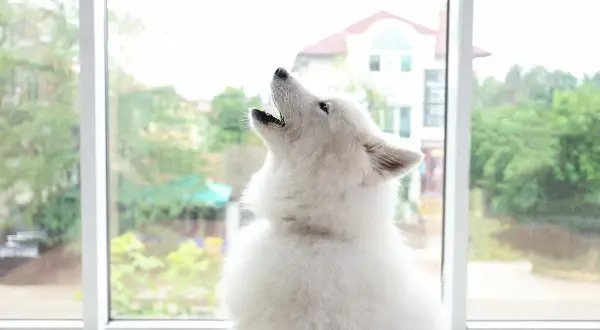 Dlaczego husky wyje? Odkryj powody ich niezwykłego zachowania