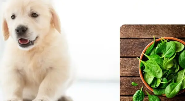 Słodki szczeniak golden retrievera zastanawia się, czy pies może jeść szpinak, który leży w miseczce obok.