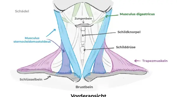 Schematische Darstellung der Anatomie des Halses mit Muskeln wie M. sternocleidomastoideus und M. digastricus, sowie Schildknorpel und Schilddrüse.
