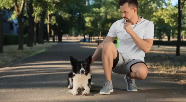 Trener z gwizdkiem trenerskim w ustach kuca przy swoim psie na ścieżce w parku.