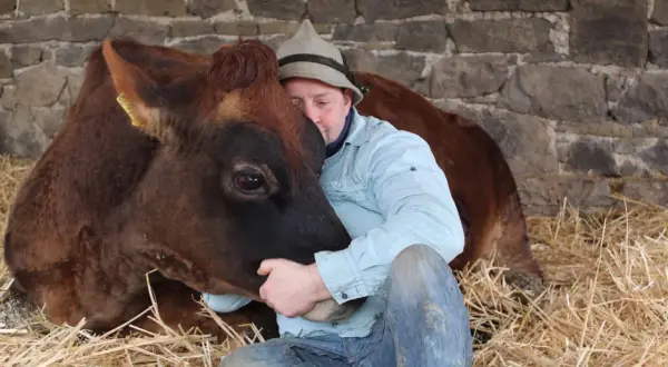 Ein Mann in Jeans und kariertem Hemd umarmt innig eine braune Kuh. Sie kuscheln im Stroh vor einer Steinmauer.