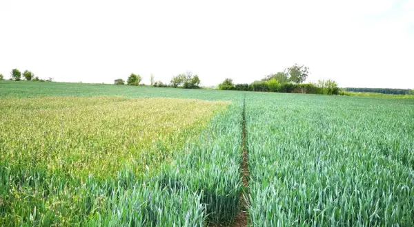 Pole podzielone na dwie części: jedna z bujną, zieloną roślinnością, druga jaśniejsza, jakby po zastosowaniu nawozu z dużą ilością azotu.