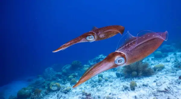 Zwei Tintenfische schwimmen über Korallen. Ein spannendes Erlebnis beim Tintenfisch angeln.