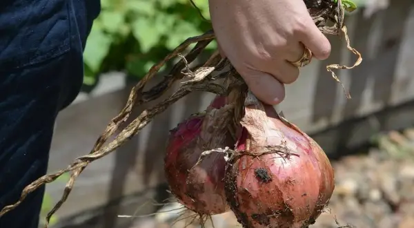 Hand holding freshly harvested red zwiebeln, still with dirt and roots attached.