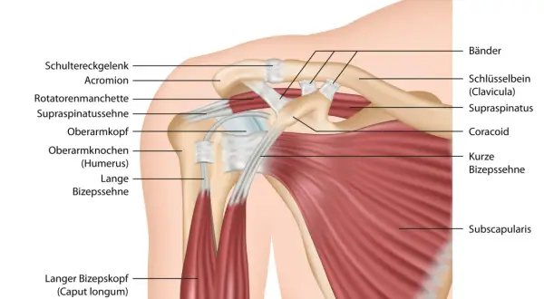 Schulter muskeln anatomie: detaillierte Darstellung von Schultergelenk, Rotatorenmanschette, Bizepssehne und anderen Strukturen.