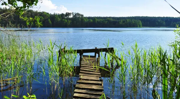 Drewniany pomost na spokojnym jeziorze głuszyńskim, otoczony trzcinami. W tle las i błękitne niebo.