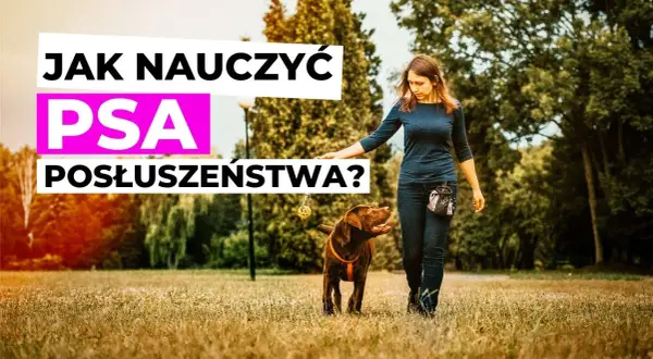 Tresura psa: Jak nauczyć posłuszeństwa? Odkryj sekrety!
