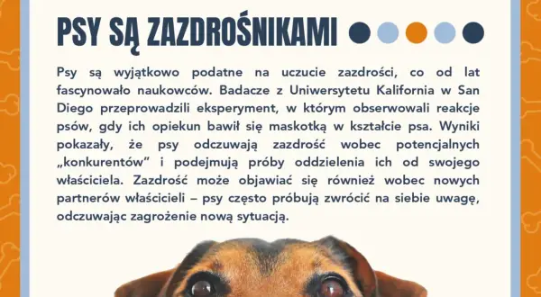 Psy są zazdrośnikami! Dowiedz się więcej o psich emocjach w naszym quizie o psach. Ciekawostki o czworonogach.