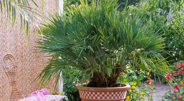 Un jeune palmier prêt à être planté en pleine terre, avec ses feuilles vertes luxuriantes.