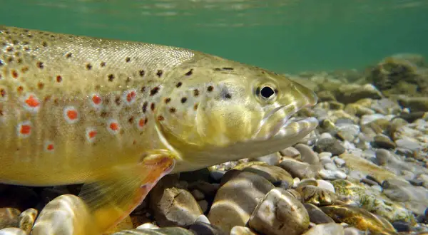 Bachforelle mit roten und schwarzen Punkten im klaren Wasser, bereit für die **Laichzeit Bachforelle**.