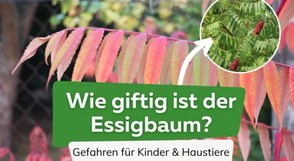 Essigbaum mit roten Beeren und bunten Blättern. Text: "Wie giftig ist der Essigbaum? Gefahren für Kinder & Haustiere".