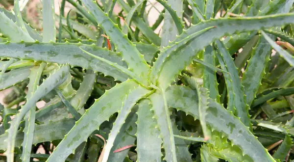 Gros plan sur des feuilles d'aloe vera charnues et dentelées, prêtes à être taillées pour leurs bienfaits.