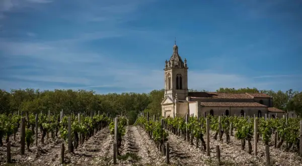 Winnice w Haut-Médoc z kościołem w tle, pod błękitnym niebem.