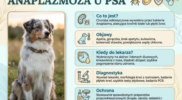 Anaplazmoza u psa: objawy, kiedy do weterynarza, diagnostyka i ochrona. Zdjęcie przedstawia psa rasy Australian Shepherd.