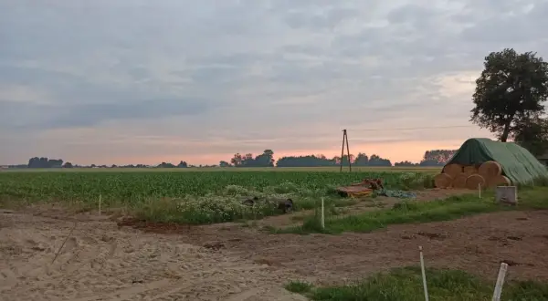 Zachód słońca nad polem kukurydzy. Rolnik myśli o przyszłości i wieku emerytalnym rolników, patrząc na swoje plony.
