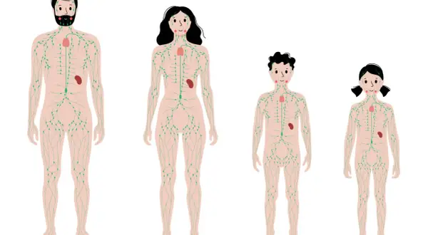 Schema des menschlichen Lymphsystems, das die Lymphdrainage Richtung von Kopf bis Fuß zeigt.