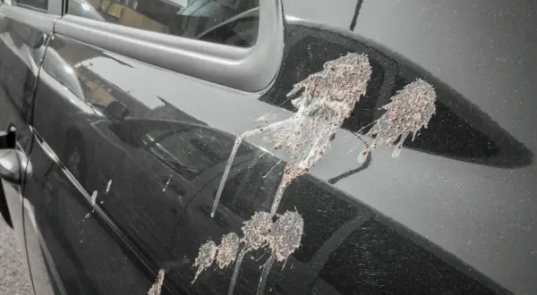 Uszkodzony lakier po ptasich odchodach na czarnym samochodzie. Widoczne ślady i plamy po ptasich odchodach, które uszkodziły lakier.
