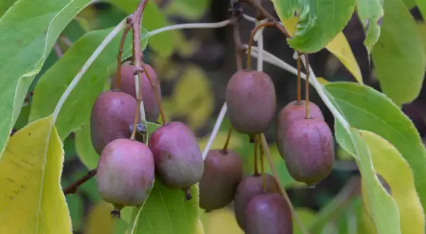 En klase mogna, lila kiwifrukter hänger från en gren, redo att skördas. En dröm för alla som vill odla kiwi.
