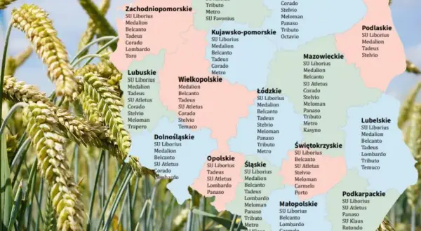 Pszenżyto ozime na słabe gleby. Na mapie Polski zaznaczono odmiany zbóż, np. Medallion, Corado, Belcanto, idealne dla trudnych warunków.
