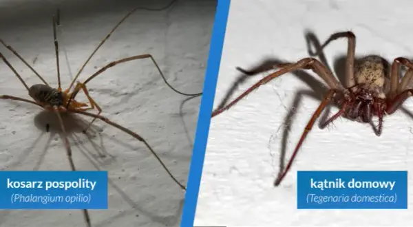 Jak pozbyć się pająków z tarasu? Skuteczne i bezpieczne metody!