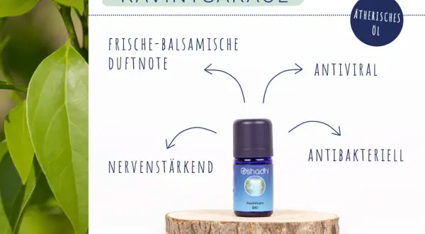 Ravintsaraöl: frisch-balsamische Duftnote, antiviral, antibakteriell, nervenstärkend. Die Ravintsara Wirkung auf die Psyche ist beruhigend.