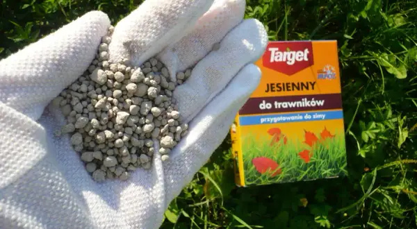 Co najpierw nawóz czy trawa? Kluczowe kroki dla pięknego trawnika