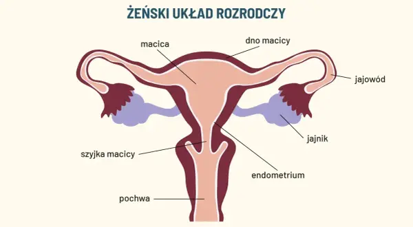 Schemat żeńskiego układu rozrodczego: macica, jajowody, jajniki, szyjka macicy i pochwa.