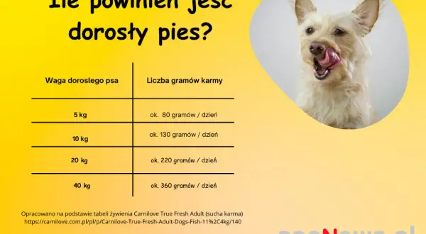 Tabela karmienia szczeniaka: Ile karmy i jak często? Porady eksperta