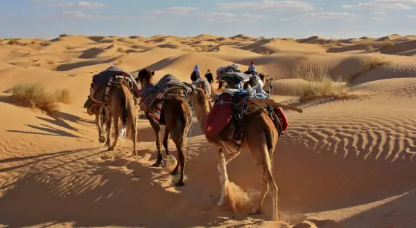Caravane de chameaux traversant les dunes de sable en Tunisie. Une expérience inoubliable pour savoir que faire en Tunisie.