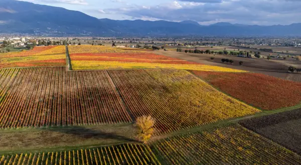 Vigneti autunnali con foglie gialle e rosse, che mostrano il **terrazzamenti significato** nel paesaggio collinare.