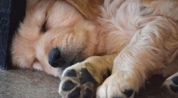 Słodki, 8-tygodniowy szczeniak golden retrievera śpi zwinięty w kłębek. W tym wieku szczenięta potrzebują dużo snu, aby prawidłowo się rozwijać.