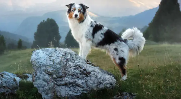 Ein bunter Australian Shepherd mit blauem Blick steht auf einem Felsen in den Bergen. Sein Gewicht ist ideal für seine Größe.