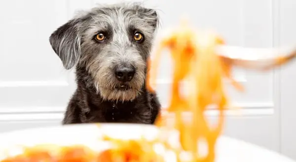 A scruffy dog with amber eyes looks longingly at a forkful of pasta.