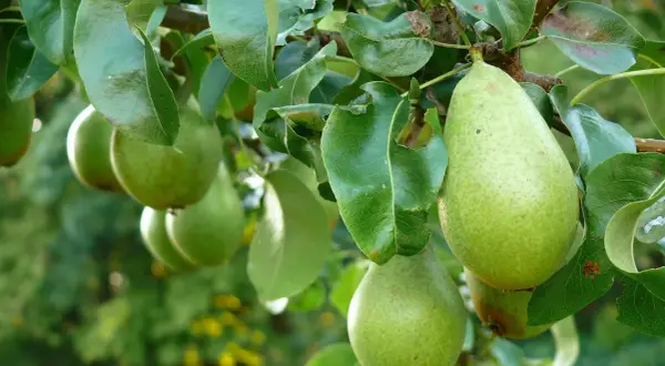 Grüne Birnen reifen am Baum. Bald ist Zeit, den nächsten Birnbaum zu pflanzen, um noch mehr Früchte zu ernten.