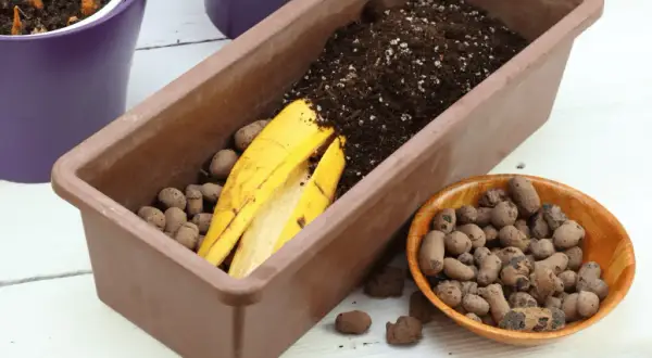 Nawóz ze skórek banana: Które rośliny pokochają tę odżywkę?