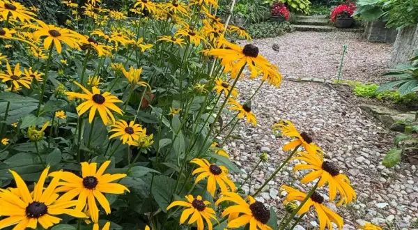 Żółte kwiaty rudbekii tworzą barwny dywan przy kamienistej ścieżce.