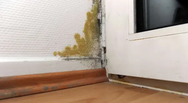 Gelber und schwarzer Schimmel unten an der Wand, nahe dem Fensterrahmen. Feuchtigkeitsproblem sichtbar.