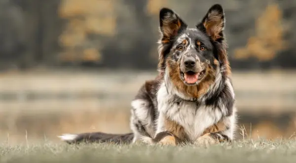 Ein wunderschöner Australian Shepherd Samojede Mix liegt entspannt im Gras. Sein Fell ist mehrfarbig, mit braunen, schwarzen und weißen Flecken.
