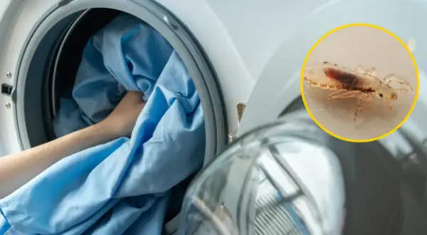 Wszy na pościeli mogą przeżyć kilka dni poza żywicielem. Pranie w wysokiej temperaturze zabija je.