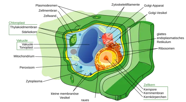 Detailansicht einer pflanzlichen Zelle mit Chloroplasten, Vakuole und Zellkern.