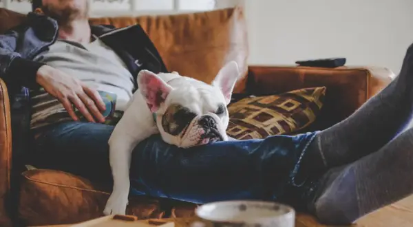 Fransk bulldogg vilar på sin ägares knä. En perfekt powernap tid för båda.