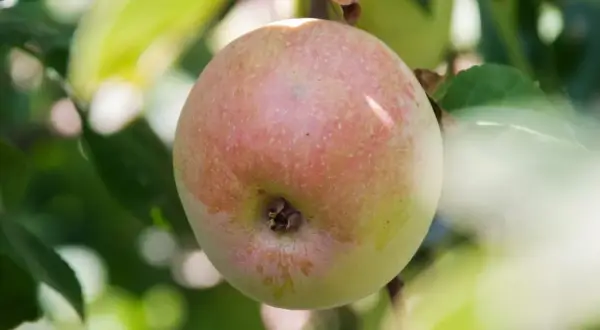 Jabłoń Ananas Berżenicki dojrzewa na gałęzi, jej rumiana skórka obiecuje słodki smak.