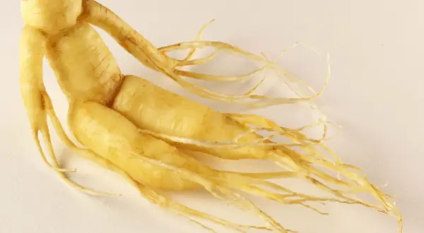 Żółty korzeń żeń-szenia, przypominający ludzką postać, jest podstawą ekstraktu panax ginseng.