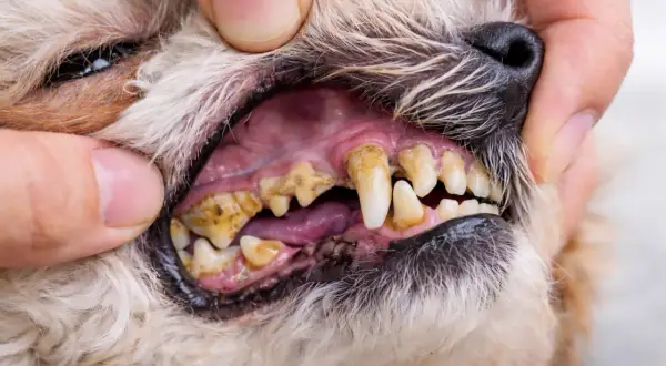 Boca de perro con sarro severo en los dientes. Las encías están inflamadas y los dientes amarillentos y cubiertos de placa.