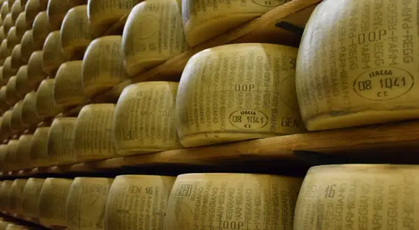 Jak powstaje parmezan - sekrety tradycyjnej produkcji sera