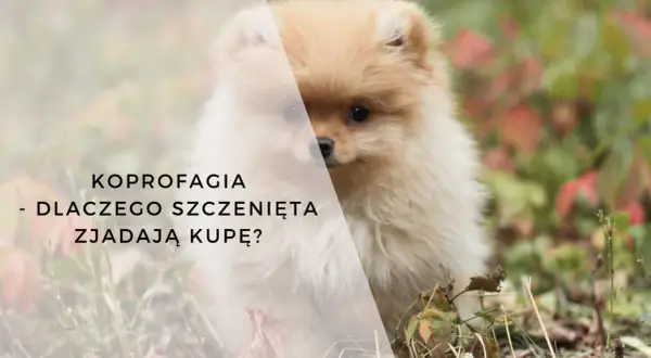 Uroczy szpic miniaturowy w trawie. Tekst: KOPROFAGIA - DLACZEGO SZCZENIĘTA ZJADAJĄ KUPĘ?