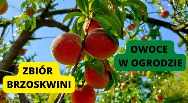 Kiedy jest sezon na brzoskwinie w Polsce? Sprawdź, aby nie przegapić!