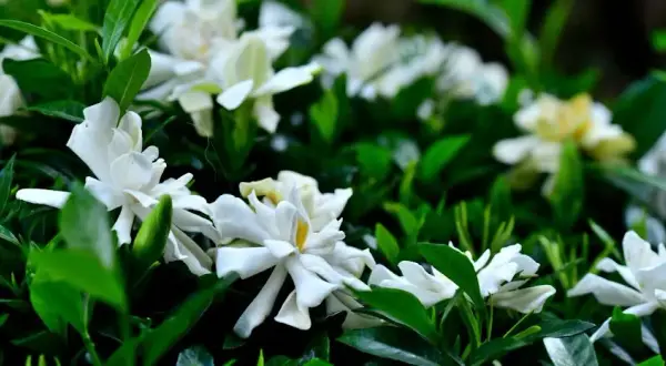 Jaki nawóz do gardenii, aby zapewnić im zdrowy wzrost i kwitnienie
